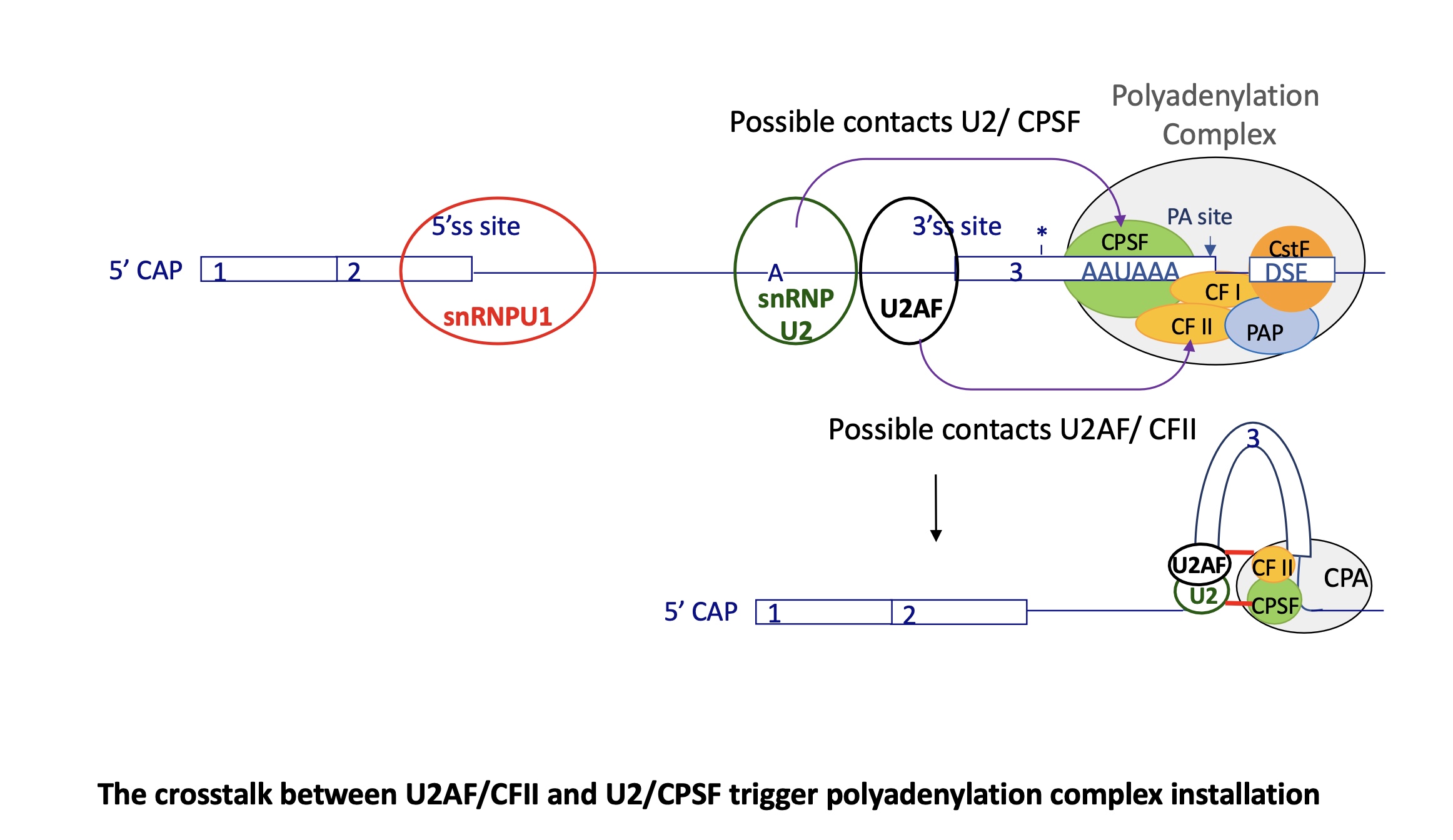 <p>the interaction of U2Af at 3’SS w/ CFII (cleavage factor)</p><p>+ the interaction of snRNP U2 at branch point w/ CPSF (cleavage and polyA specific factor) triggers polyA complex installation&nbsp;</p><p></p><p>this causes the exon to be caught in this crosslink</p><p></p>