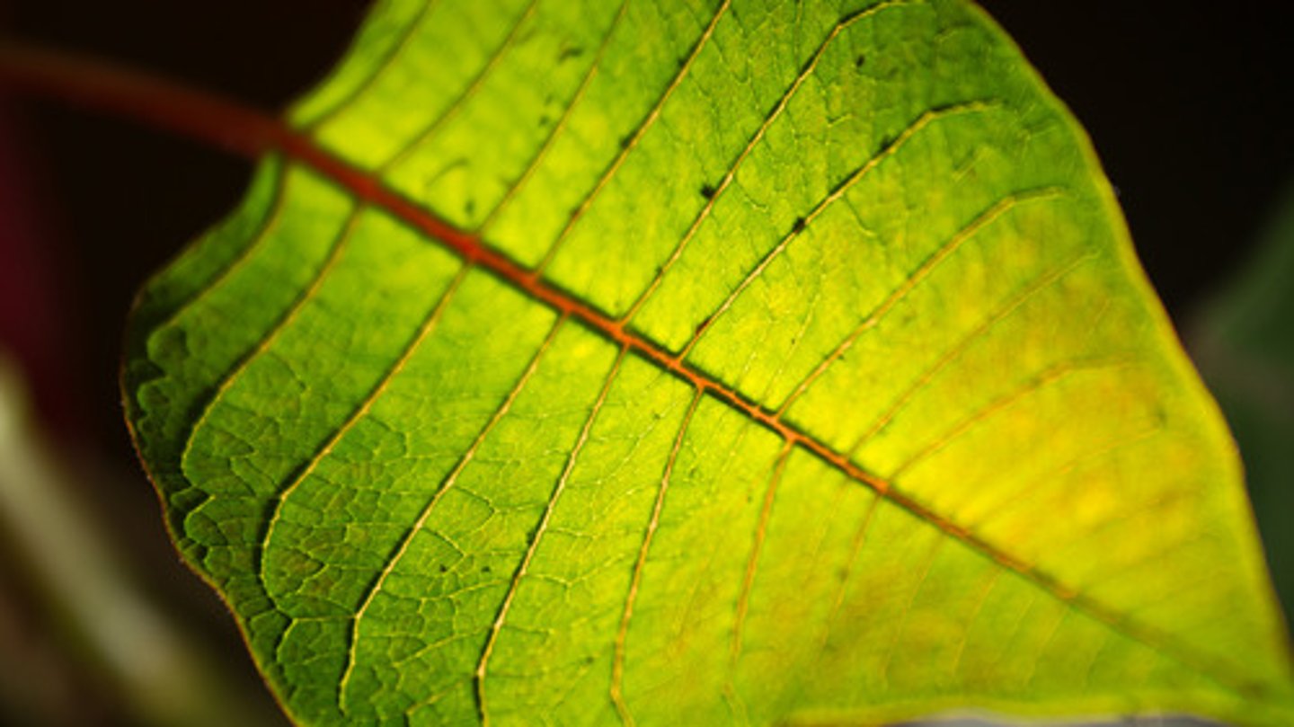 <p>leaves with a highly branched vascular system</p>