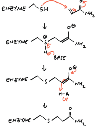 <p>The product formed is a chemically modified enzyme. It’s no longer a thiol, but a thioether, it has another alkyl group attach. We have lost potential hydrogen bond interactions, lost the ability to make disulphide bridges, and the enzyme will no longer work.</p>