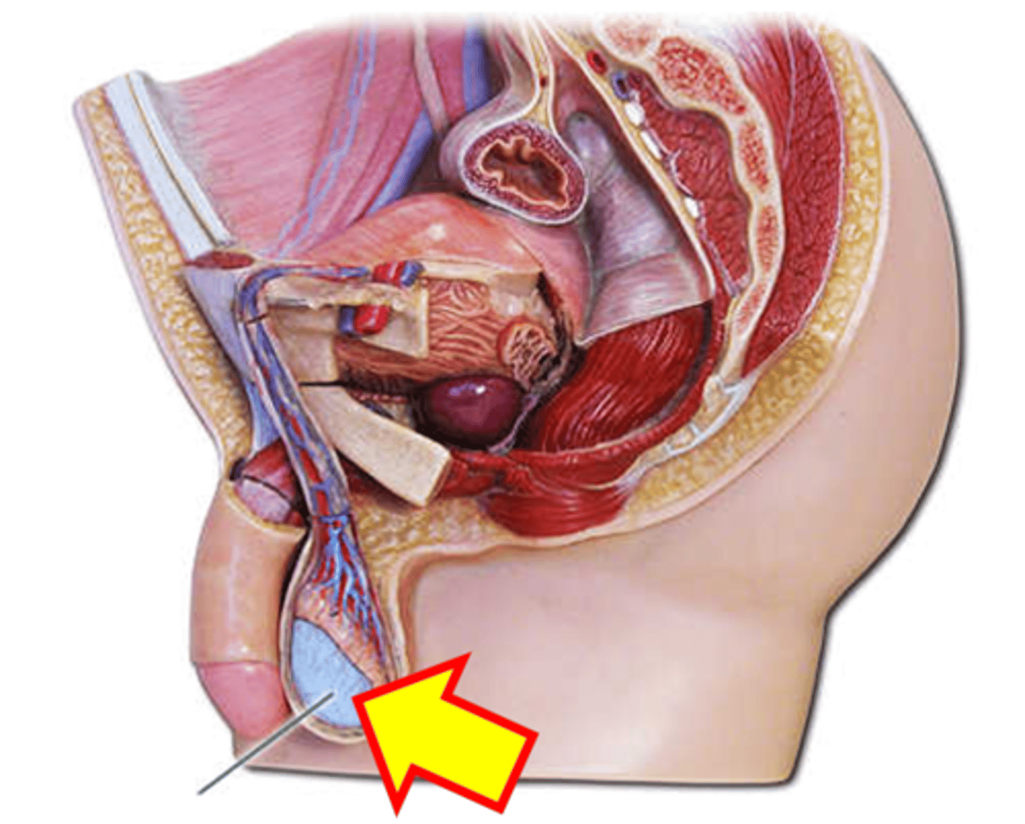 <p>Name the structure.</p>