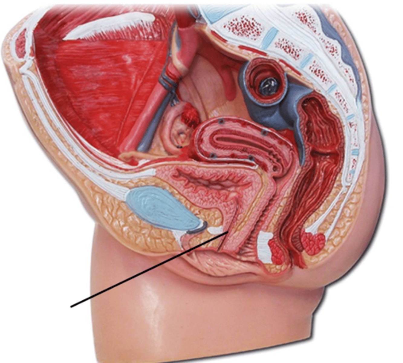 <p>Female:</p><p>Name this structure.</p>
