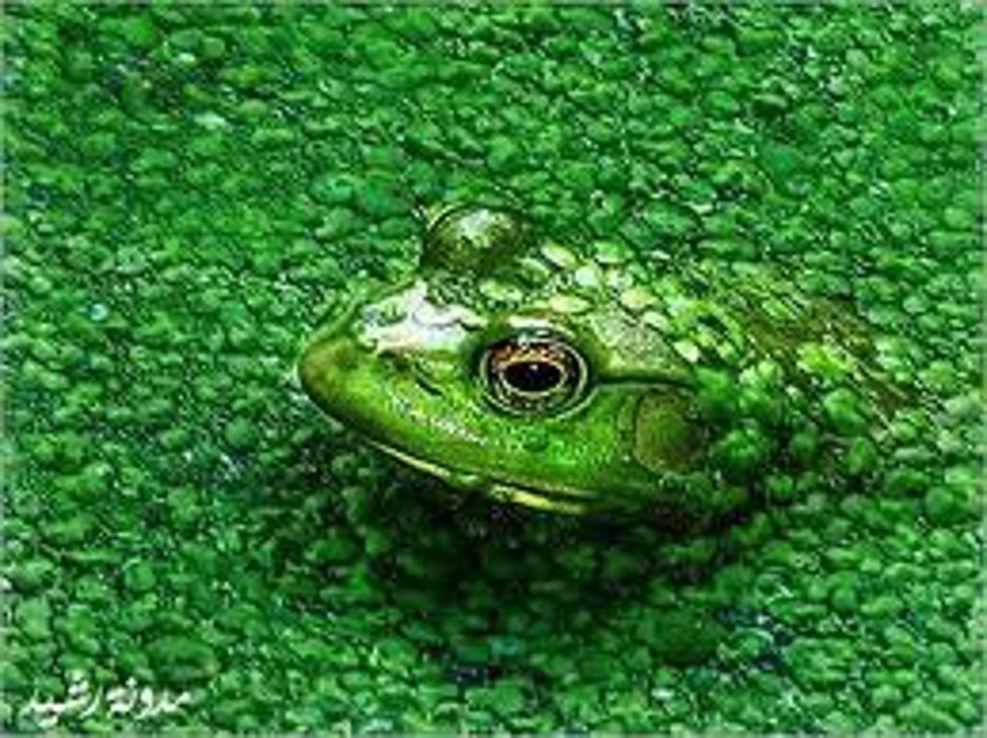 <p>to disguise in order to hide</p>