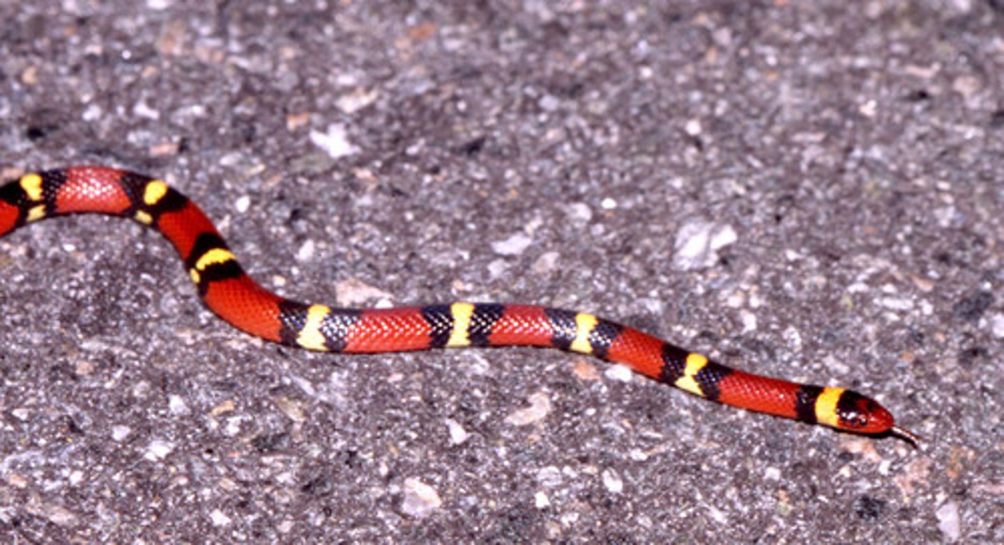 <p>Lampropeltis elapsoides</p>
