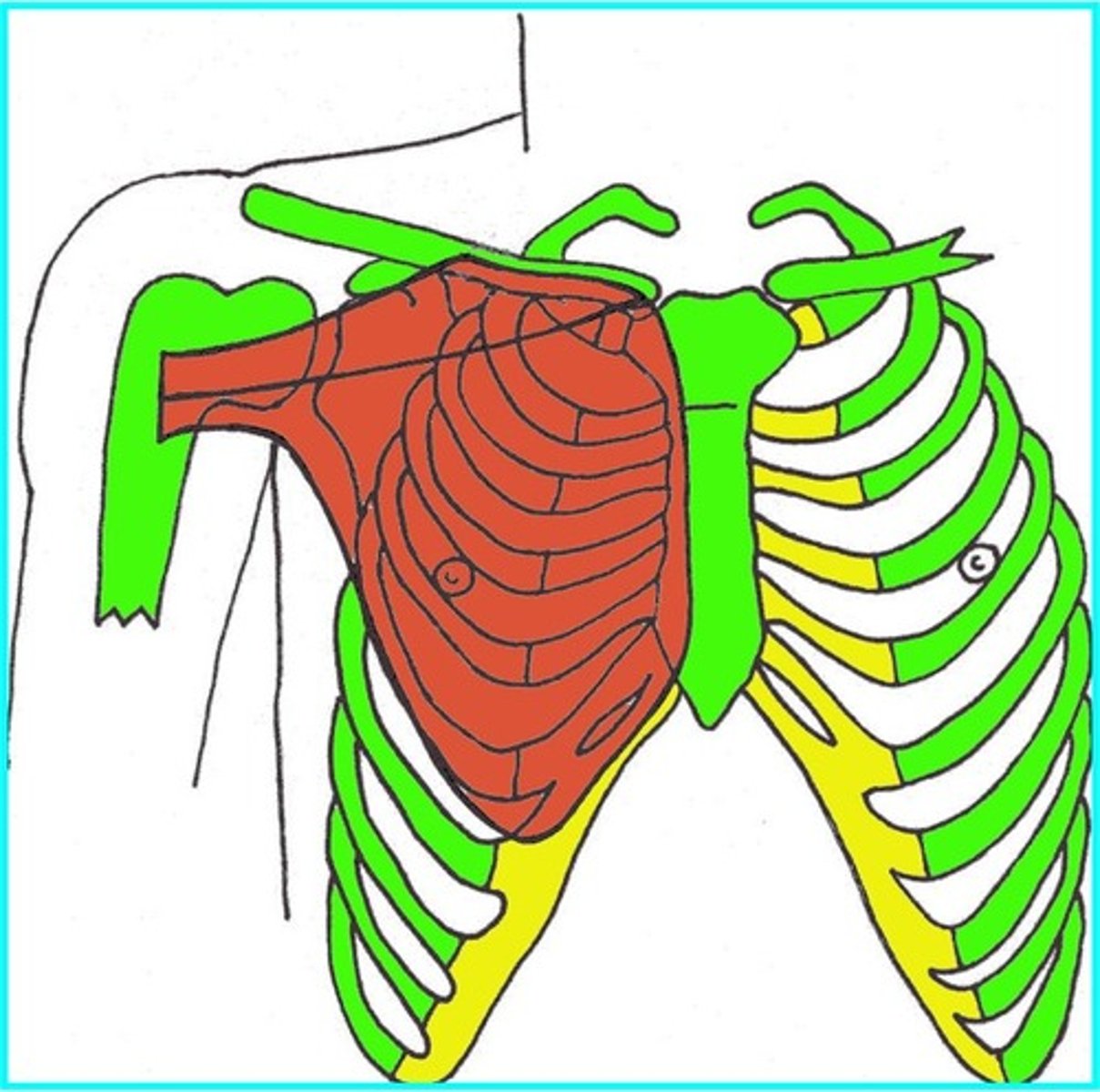 <p>1. Clavicular head from medial half of clavicle.</p><p>2. Sternocostal head (lateral part) from sternum and upper 6 costal cartilages.</p><p>3. All fibres converge on the intertubercular (or bicipital) groove of humerus.</p>