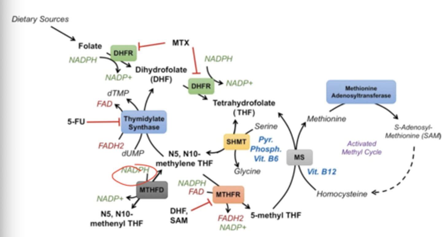 <p>if there are no other ambitions for N5N10 methylene THF, it gets converted into N5N10 methenYL THF by MTHFD (methylene THF dehydrogenase). This requires NADPH and makes NADP+</p>