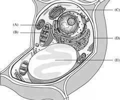 <p><span>Site of transport of materials into and out of the cell</span></p>