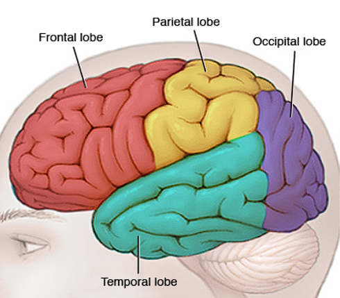 <p>Located in front, behind forehead</p><ul><li><p>Thinking/judgement, speech, muscle movements, problem-solving skills</p></li></ul>