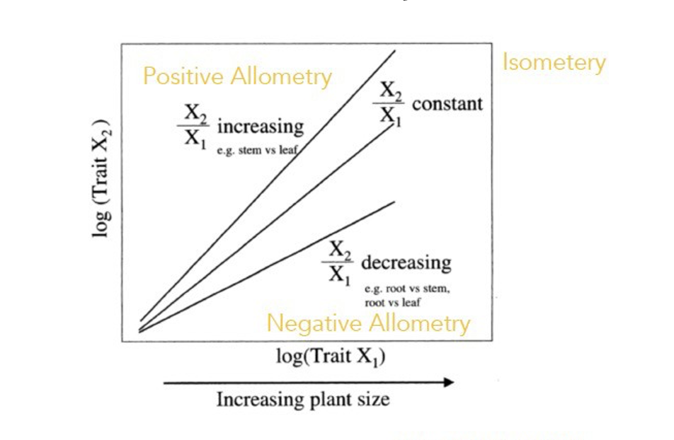 <p>Y=aX<sup>b</sup></p><p>to </p><p>log Y = log a + b log X </p><ul><li><p>the slope of the line (b) indicates the type of scaling relationship</p></li></ul><p></p>
