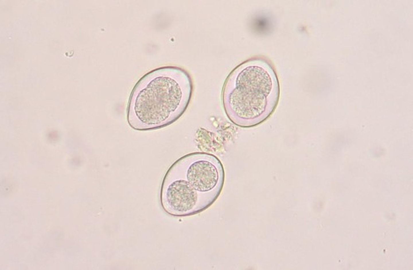 <p>coccidia of dogs and cats</p>