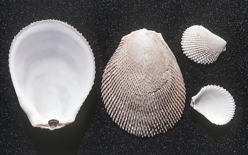 <p>What phylum, class, subclass, infraclass, and order is this organism? What is their habitat and feeding?</p>