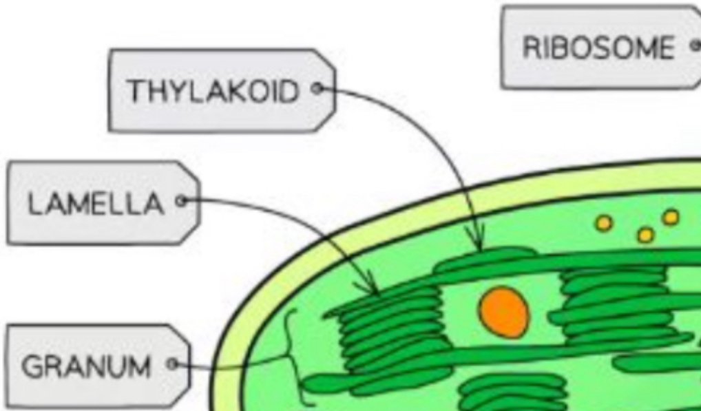 <ul><li><p>Thylakoids (containing chlorophyll) stack to form a granum (grana) - to increase its surface area</p></li><li><p>Grana stack to form a lamella (lamella)</p></li></ul>