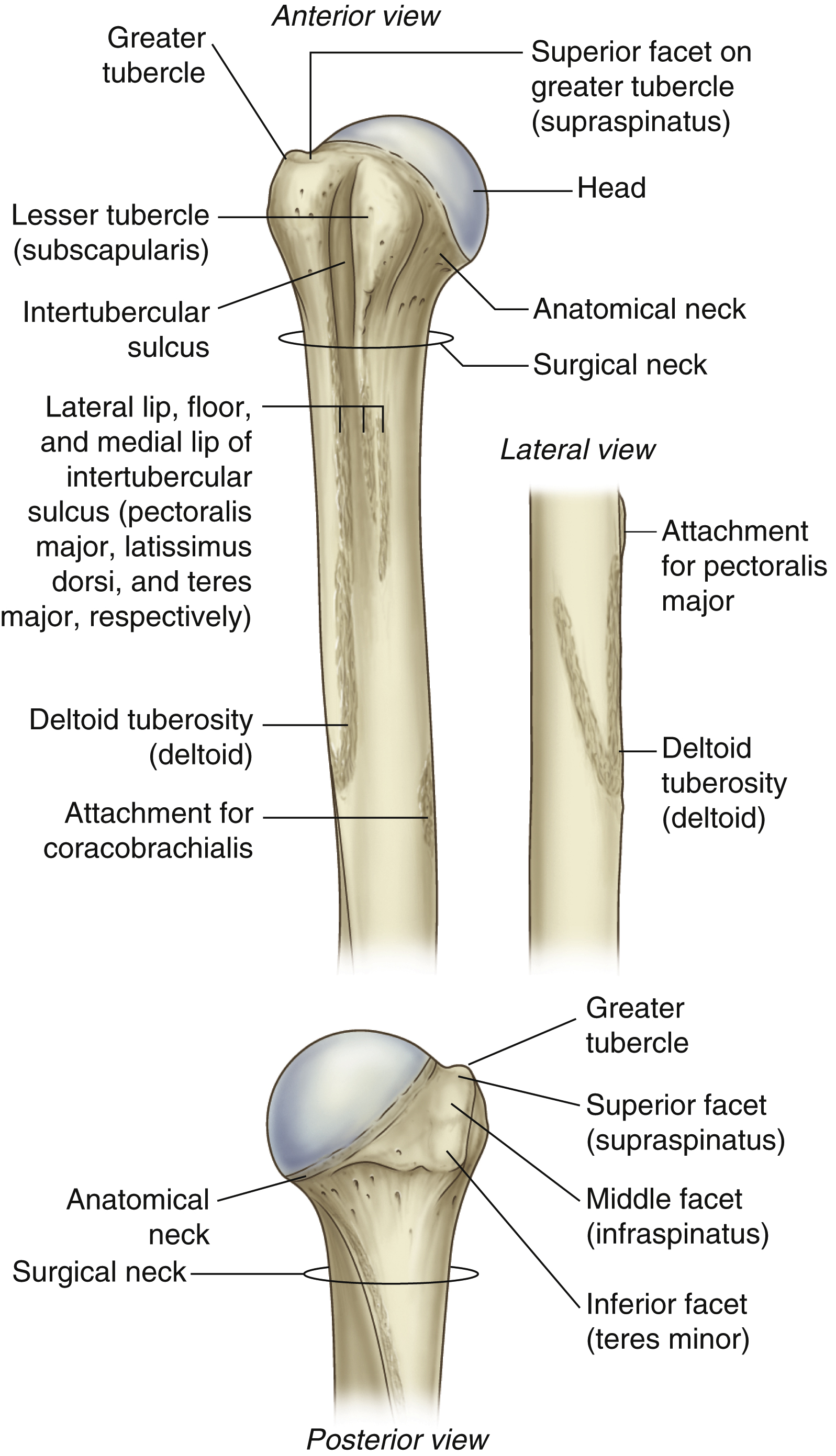 <p>Area just below the head</p>