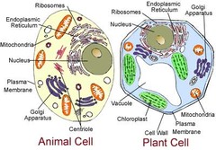 What type of cell is this?