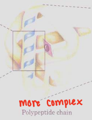 <p>Protein Strcutures </p>