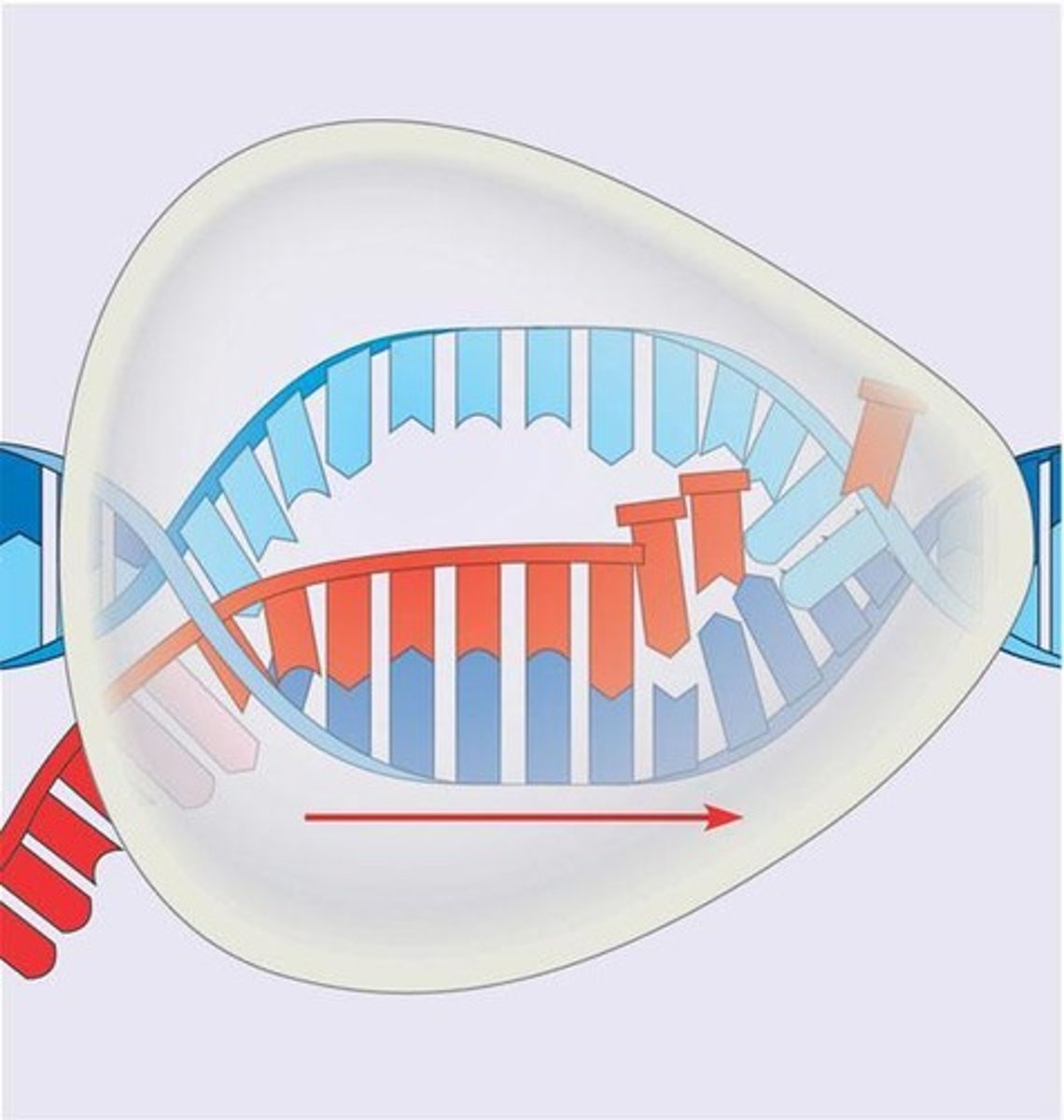 <p>Synthesis of RNA from DNA template.</p>