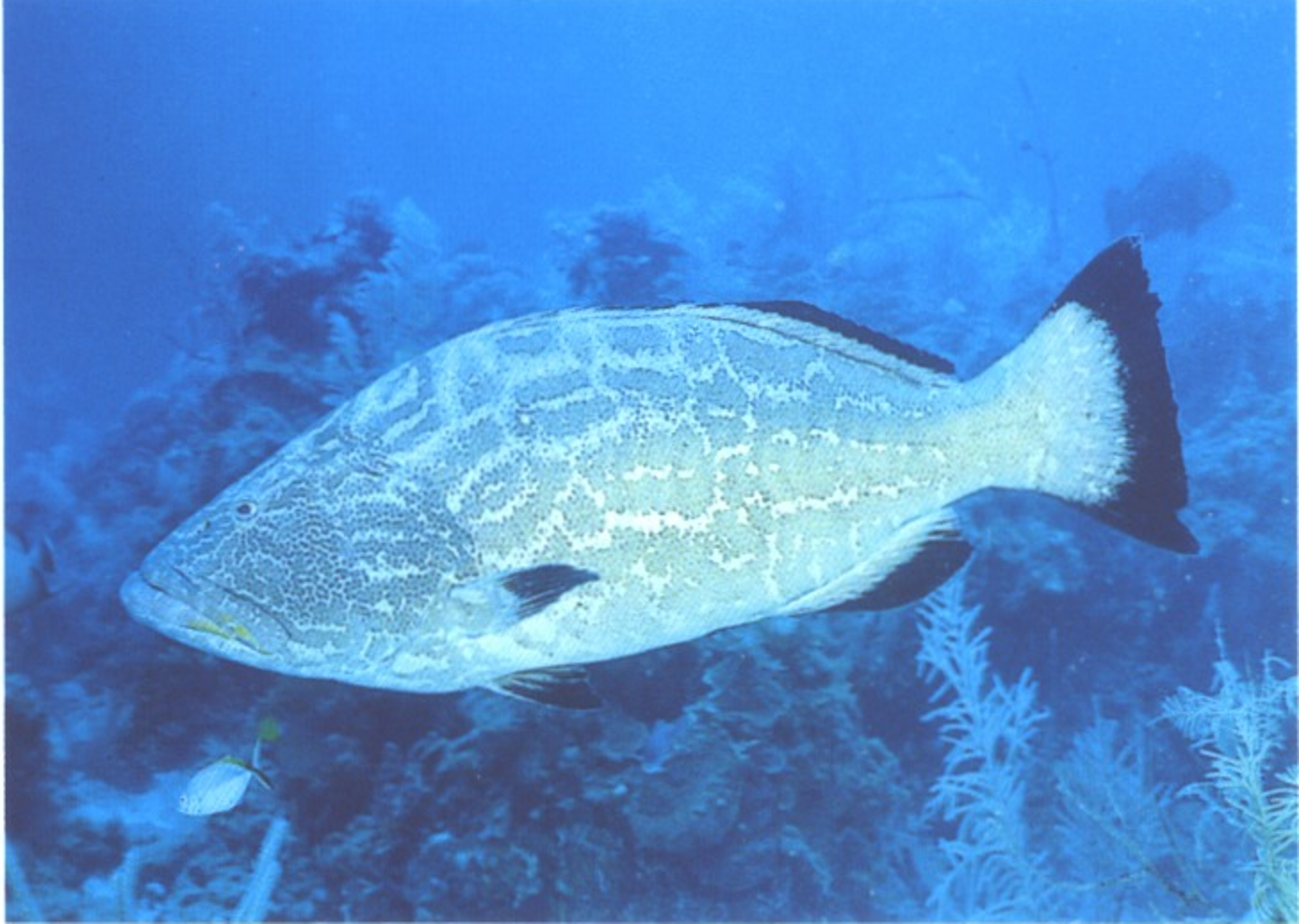term image