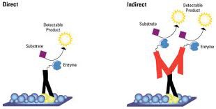 Enzyme linked immunosorbent assay which uses antibodies to detect the presence and quantity of a protein in a sample.