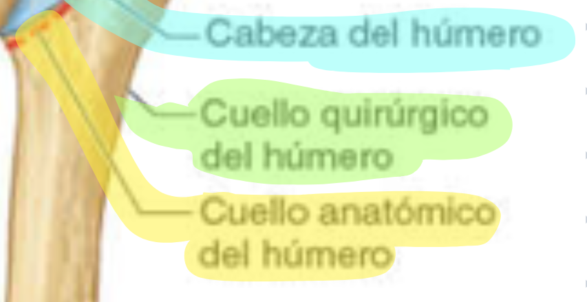 <p>Rodea la cabeza y la separa de los tubérculos mayor y menor. Es donde se inserta la cápsula de la articulación del hombro.</p>