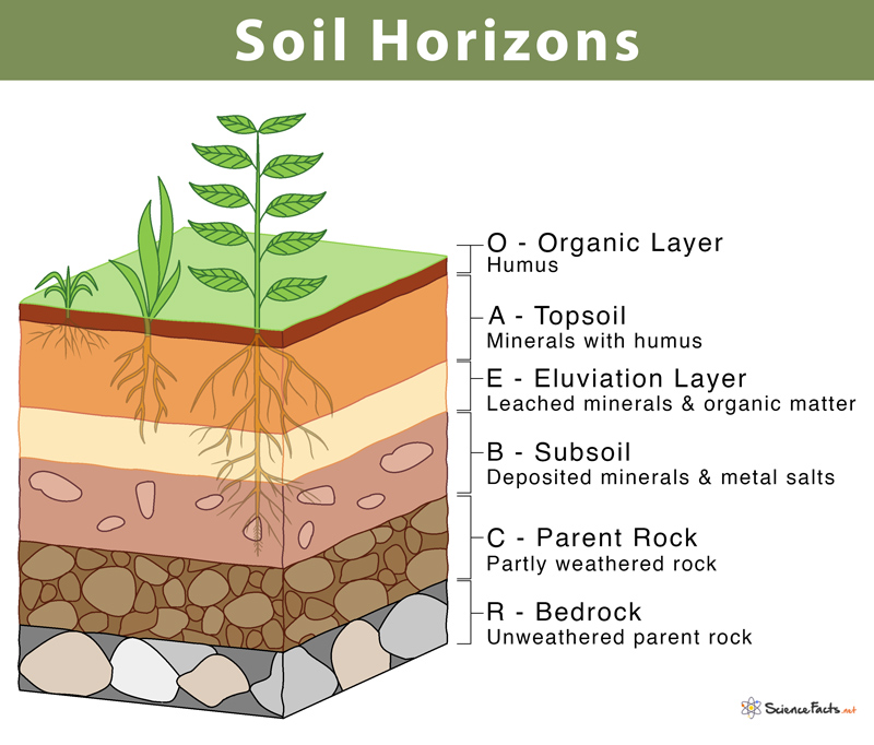 <p>The soil horizons consist of distinct layers: Horizon O is organic matter, like decomposing leaves; Horizon A is topsoil rich in nutrients; Horizon B is subsoil where minerals accumulate; Horizon C consists of weathered rock; and Horizon R is bedrock.</p>