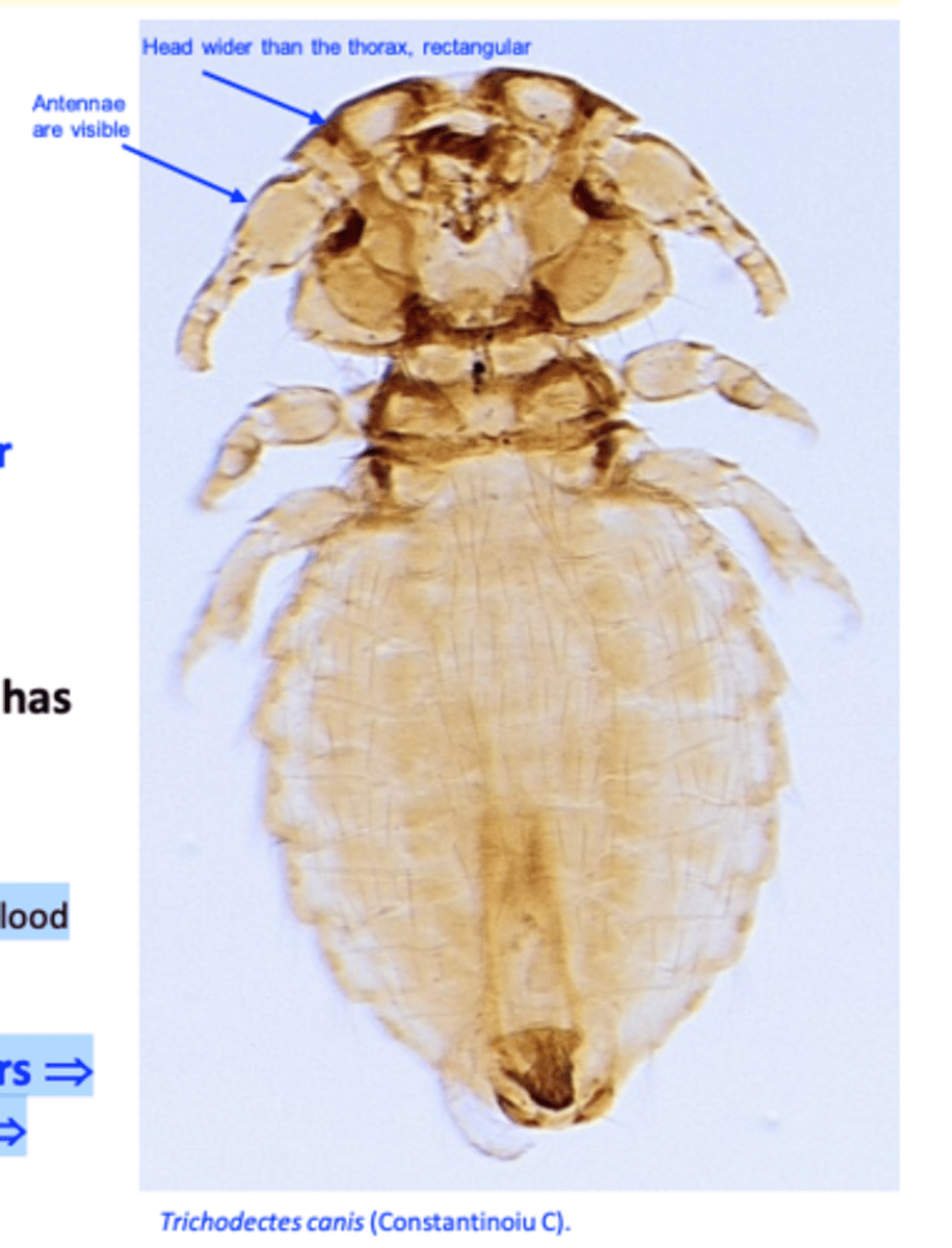 <p>Head, wider than the thorax and of rectangular shape (broader than long); antennae are visible;</p><p>Legs (3 pairs) are stout, end in single claws;</p><p>The abdomen is wide (almost circular in female) and has many rows of large, thick setae; Feed on epidermal debris and blood </p><p>Life cycle: eggs are glued at the base of the hairs =&gt; nymphs hatch in 1-2 weeks =&gt; moult 3 times =&gt; adults (30 days);</p>