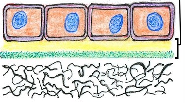 <p>identify the image presented</p>