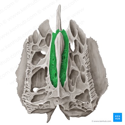 <p>A greek sieve, bone at the root of the nose</p>