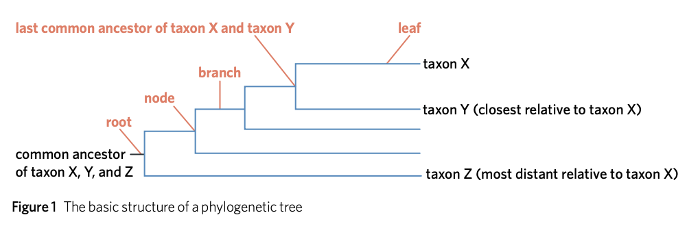 <p>Root - a line at the origin, representing the earliest ancestor </p><p>Branch - each line of the tree</p><p>Node - point where branch splits, divergence between taxa </p><p>Leaf - end of branch, where present-day species is </p>
