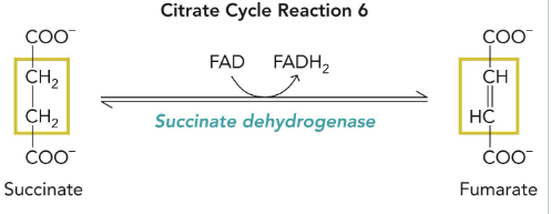 <p>succinate → fumarate&nbsp;</p><p>cofactors: FAD → FADH<sub>2</sub></p><p>enzyme: succinate dehydrogenase&nbsp;</p>
