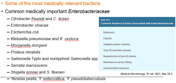 <p>Enterobacteriaceae</p>