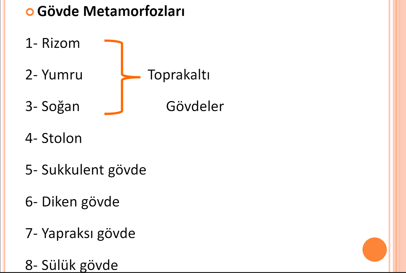 <p>Toprakaltında yatay gelişir Genellikle çok yıllık gövdelerdir Genelde monokotillerde rastlanırÖr: Irissp. (süsen)</p>