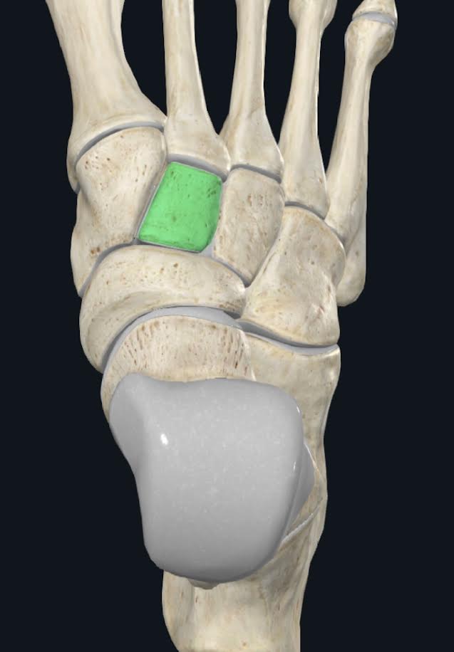 <ol><li><p>Esta ubicado entre el hueso navicular y el 2do metatarsiano</p></li><li><p>En dirección medial se articula con el cuneiforme medial y en dirección lateral con el cuneiforme lateral</p></li></ol>