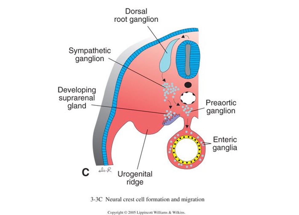 <p>derived from neural crest (neuroectoderm)</p><ul><li><p>consists of cells secreting catecholamines (chromaffin)</p></li><li><p>under nervous control</p></li></ul><p></p>