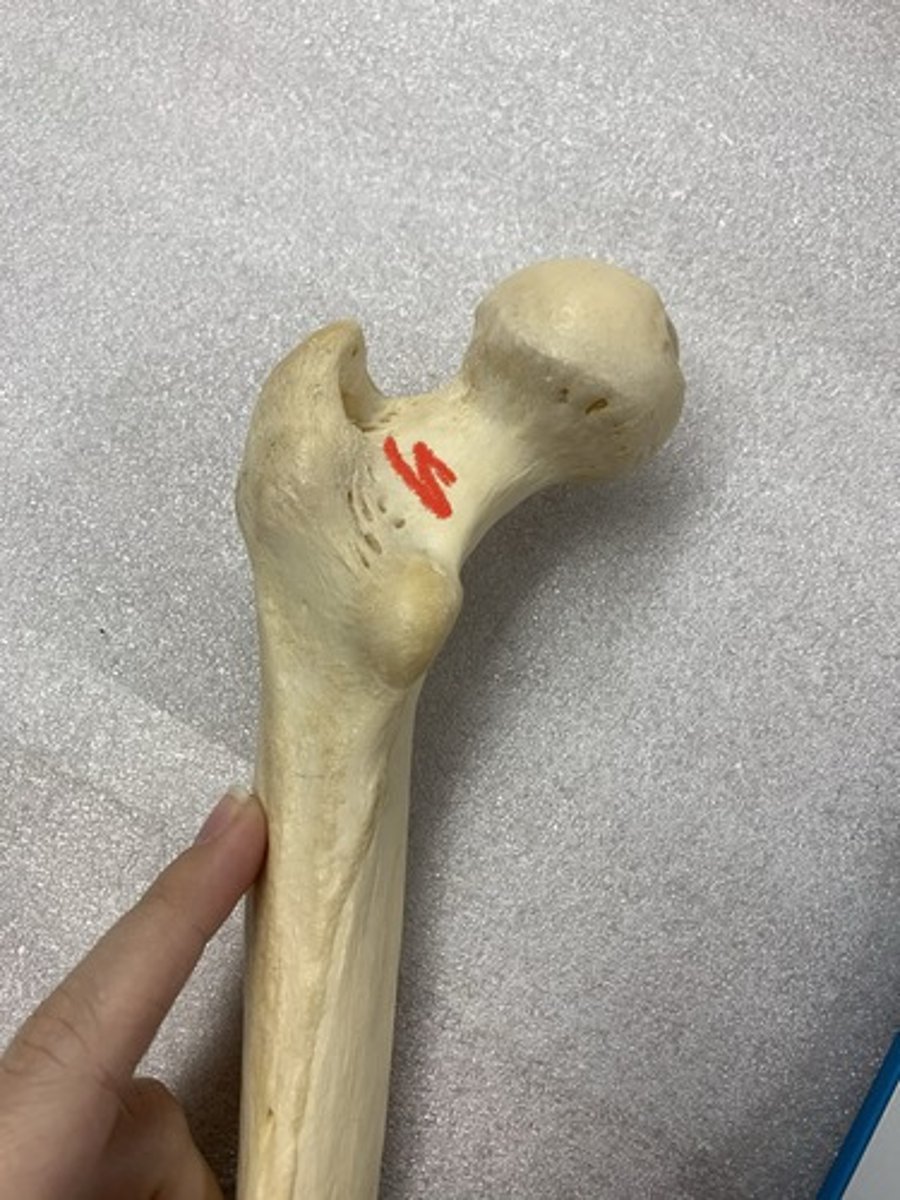 <p>shallow depression aligned laterally and superiorly across the posterior surface of the FEMORAL NECK</p>