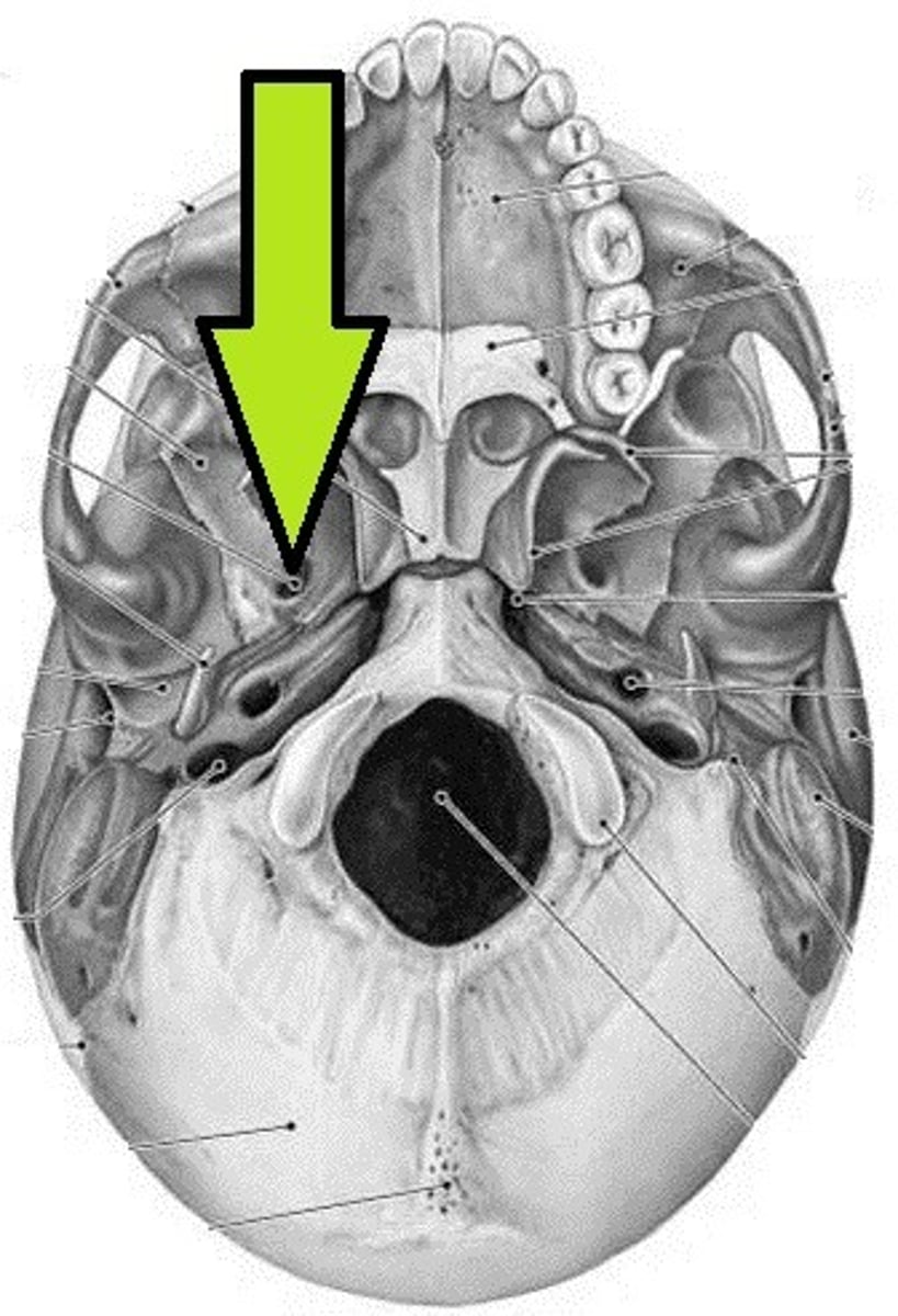 knowt flashcard image