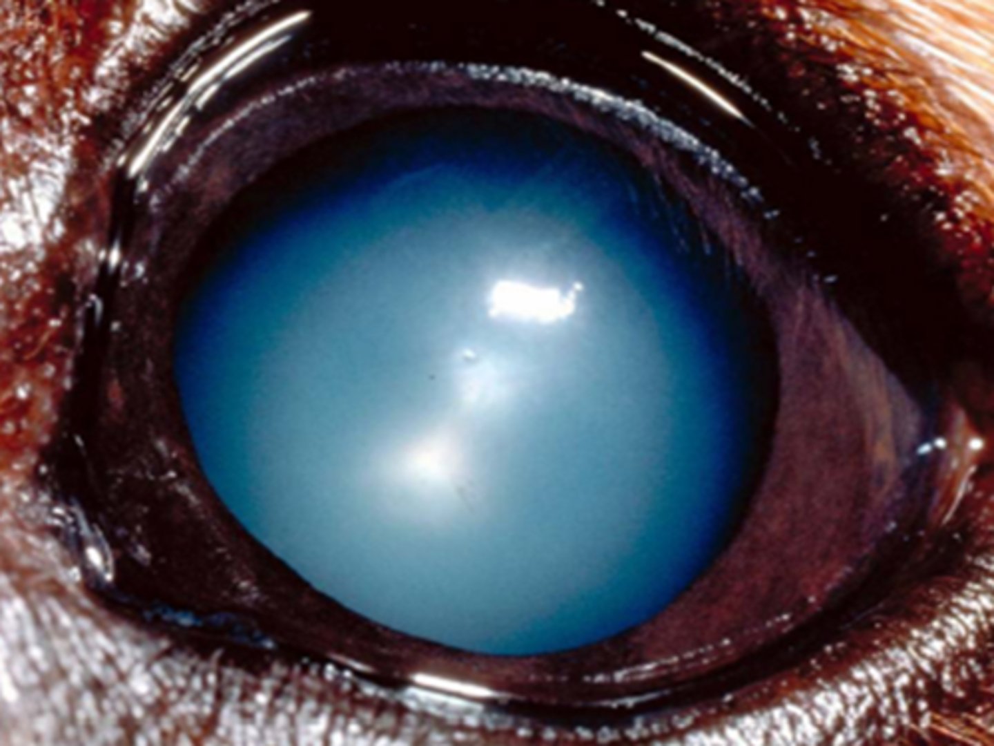 <p>Cloudy-eyed appearance in older animals.</p>