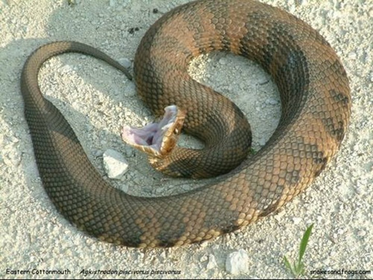 <p>Agkistrodon piscivorus</p>