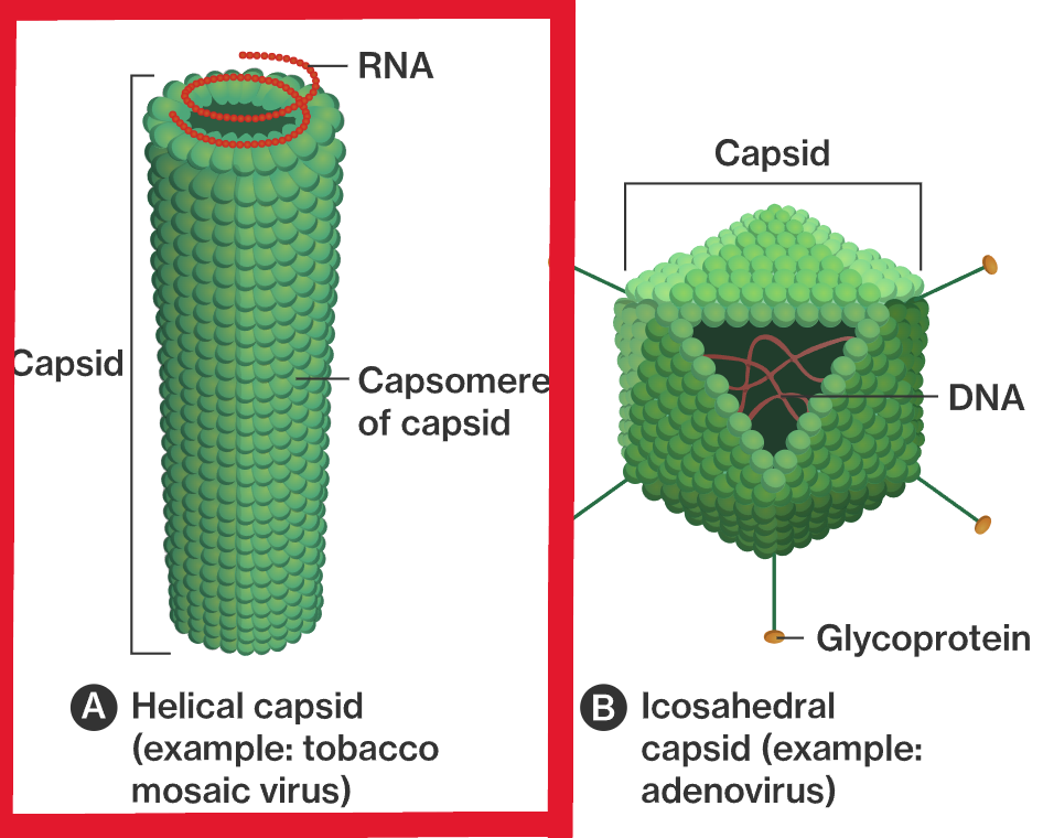 <p>A helical capsid is made of <strong><mark data-color="purple" style="background-color: purple; color: inherit">protein monomers (protomers)</mark></strong> that self-assemble into a <strong><mark data-color="blue" style="background-color: blue; color: inherit">helix</mark></strong>, <strong><mark data-color="purple" style="background-color: purple; color: inherit">efficiently enclosing nucleic acid</mark></strong><mark data-color="purple" style="background-color: purple; color: inherit">.</mark></p><p>In <strong><mark data-color="red" style="background-color: red; color: inherit">RED</mark></strong></p>