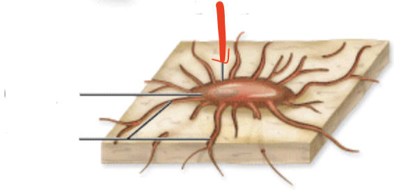 <p>What are the small spaces between lamellae</p>