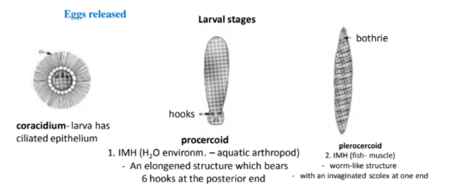 <ol><li><p><strong>eggs released → coracidium</strong> (larva has ciliated epithelium)</p></li><li><p><strong>procercoid</strong> (elongated structure with 6 hooks at posterior end)</p><ul><li><p>at 1st IH (aquatic arthropod)</p></li></ul></li><li><p><strong>plerocercoid</strong> (worm like, invaginated scolex at one end)</p><ul><li><p>at 2nd IH (fish - muscle)</p></li></ul></li></ol><p></p>