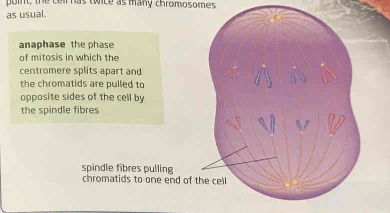 <p>one of shortest stage, centromere holding two chromatids together break apart as the spindle fibres stretch to chromosomes pull back said chromatid, then chromatid become daughter chromosomes as their own, this point cell has twice as many chromosomes</p>