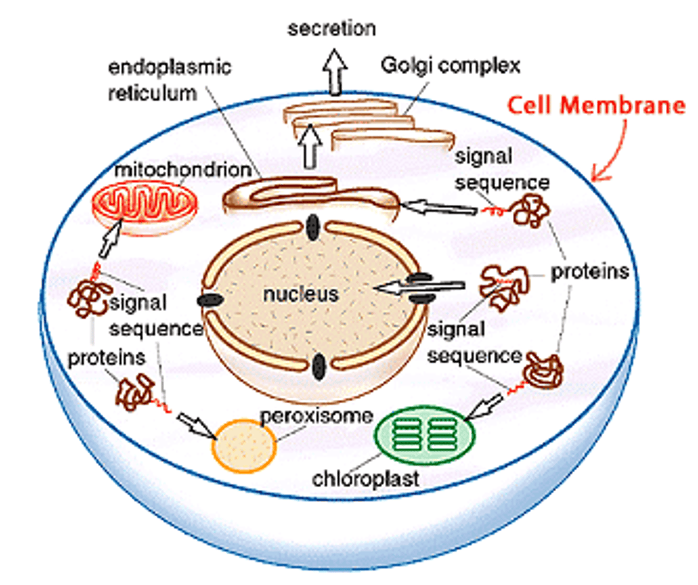 <p>What are the functions of the cell membrane? (8)</p>