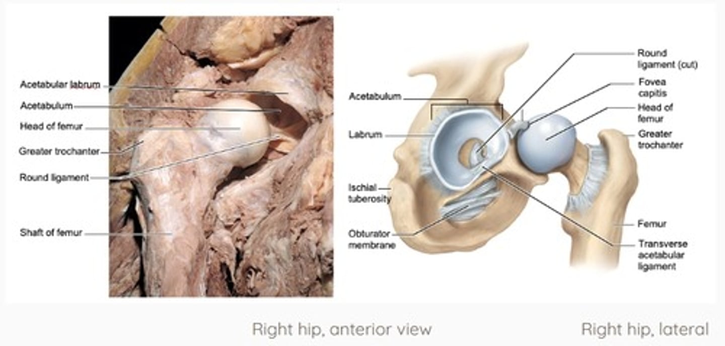 <p>-acetabulum (LM)</p><p>-head of femur (LM)</p><p>-synovial (SC)</p><p>-ball and socket (ST)</p><p>-acetabular labrum (S)</p><p>-joint capsule (S)</p><p>-ligament of head of femur (ligamentum teres) (S)</p>