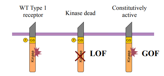 <ul><li><p>Using genetic engineering we can generate DNA that encodes a mutated receptor. By creating modified receptors that either lose function or gain constitutive activity, it allows researchers to probe the pathway's roles.</p></li><li><p><strong>Kinase dead and Constitutively active.</strong></p><ul><li><p><strong>Kinase dead:</strong> mutated version of the Type I receptor where the kinase domain is rendered non-functional - the receptor cannot phosphorylate downstream Smads.</p></li><li><p><strong>Constitutively active: </strong>mutated version where the receptor is designed to be <strong>always active</strong>, even in the absence of ligand or Type II receptor phosphorylation.</p></li><li><p>WT Type I receptor: serves as a control for comparison with mutated versions.</p></li></ul></li><li><p>Kinase dead receptors would act as a dominant-negative inhibitor. When expressed, it can still bind the Type II receptor and potentially sequester it, but it cannot transmit the signal. This effectively <strong>blocks or reduces normal TGF-</strong><span><strong>β</strong></span><strong> signalling</strong>, mimicking a loss of function in the pathway.</p></li><li><p>Constitutively active receptors kinase domain is continuously active. When expressed, it leads to <strong>continuous activation of the downstream Smad pathway</strong>, regardless of normal regulatory cues. This mimics a gain of function in the pathway.</p></li><li><p>The engineered DNA is then expressed in cells (e.g., in cell culture) or directly into an embryo (e.g., via injection into a developing organism). The mutated receptors interfere with the normal TGF-<span>β signalling pathway through either loss of fucntion or gain of function. By observing the resulting cellular/developmental phenotypes (</span>e.g., changes in cell proliferation, differentiation, migration, tissue patterning) researchers can deduce the specific role of TGF-<span>β</span> signalling in those processes.</p></li></ul><p></p>