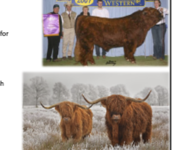 <p>Origin: Scotland, hardiness has ability to survive harsh climates</p>