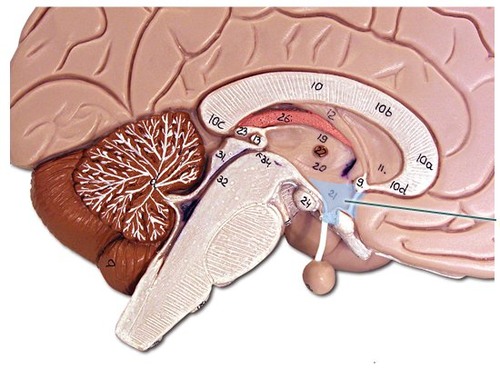 <p>lower portion of diencephalon which acts as an autonomic center regulating metabolism, heart rate, blood pressure, thirst, hunger, energy level, and body temperature</p>