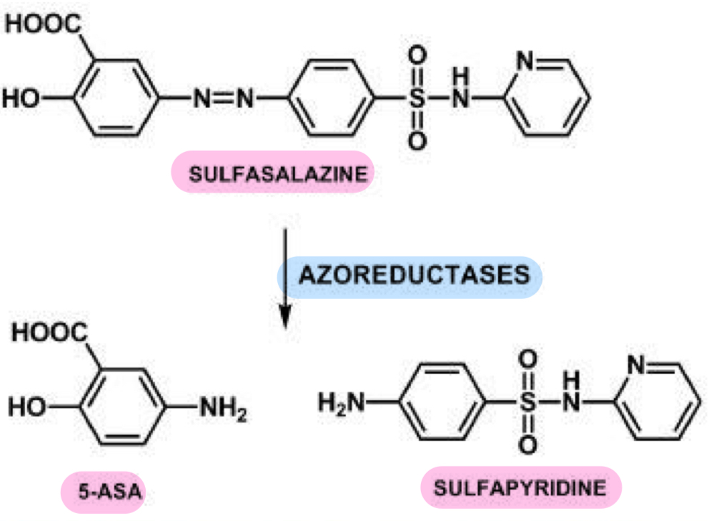 <p>- 5-ASA linked to sulfapyradine by azo bond</p><p>- azo PRODRUG</p><p>- delivers 5-ASA to distal GI tract</p><p>- azo links prevent absorption in stomach and sm intestine</p>