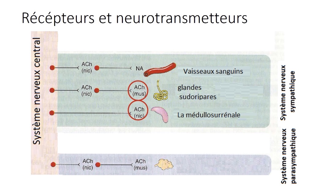 <p>Elles libèrent principalement de la noradrénaline (NA) qui se lie aux récepteurs adrénergiques des organes effecteurs</p>