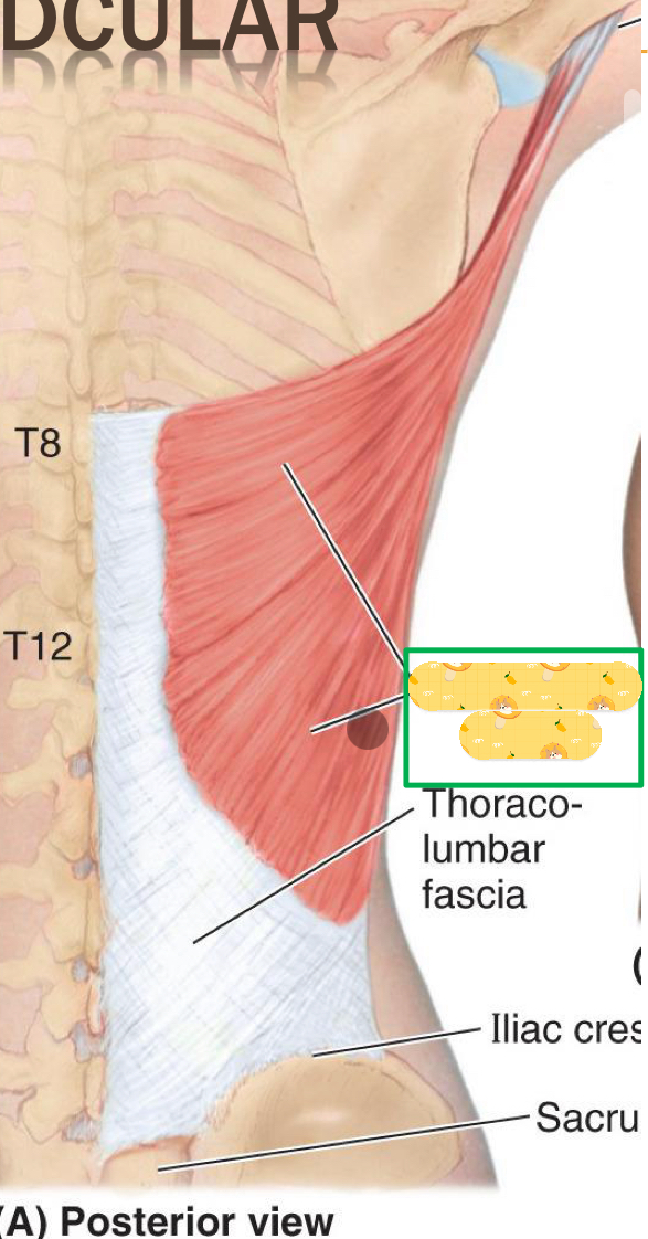 <p>Origin: spinous processes (T6-T12), Iliac crest, Inferior ribs</p><p>Insertion: humeral intertubercal groove</p><p>Action: Humeral extension, adduction, and medial rotation</p><p>Innervation: Thoracodorsal nerve</p>