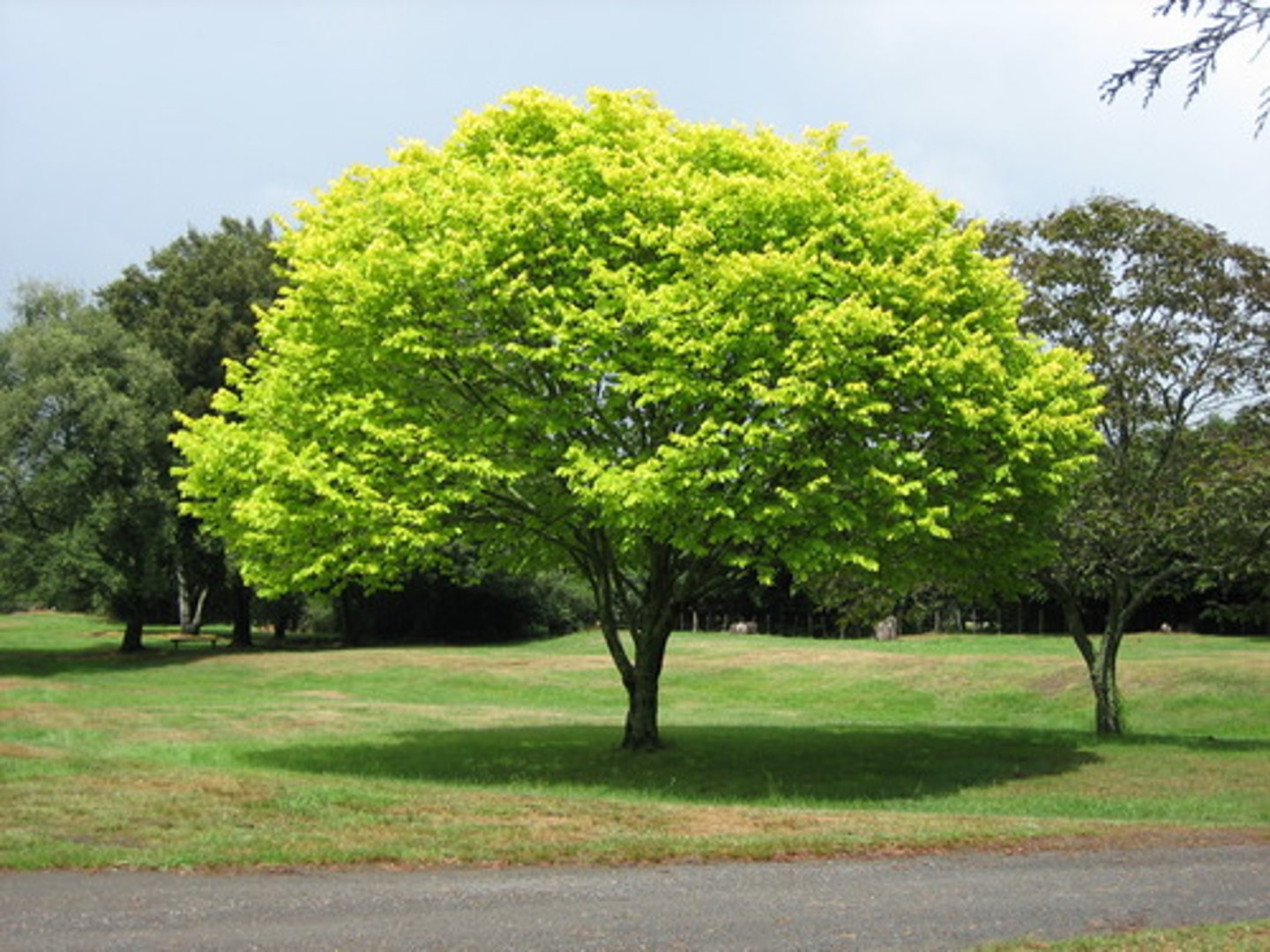 <p>a tree</p>