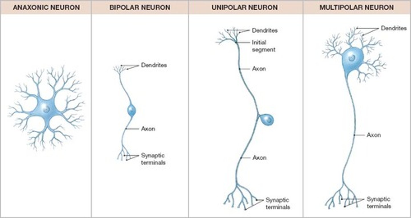 <p>- Anaxonic</p><p>- Bipolar</p><p>- Pseudo- unipolar</p><p>- Multipolar</p>